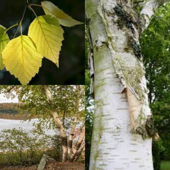 Seeds for Planting, Betula Papyrifera Broken Strobiles Seeds, Paper Birch,  Canoe Birch, White Birch, ~ Bulk Wholesale Seed - Etsy