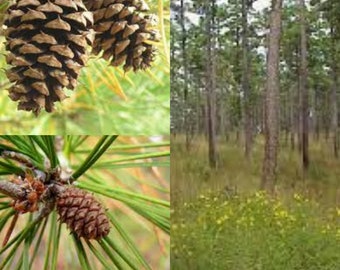 Seeds for planting, Pinus echinata seeds, Shortleaf Pine, Pinus mitis, Pinus royleana, Pinus squarrosa,~ bulk wholesale seed.