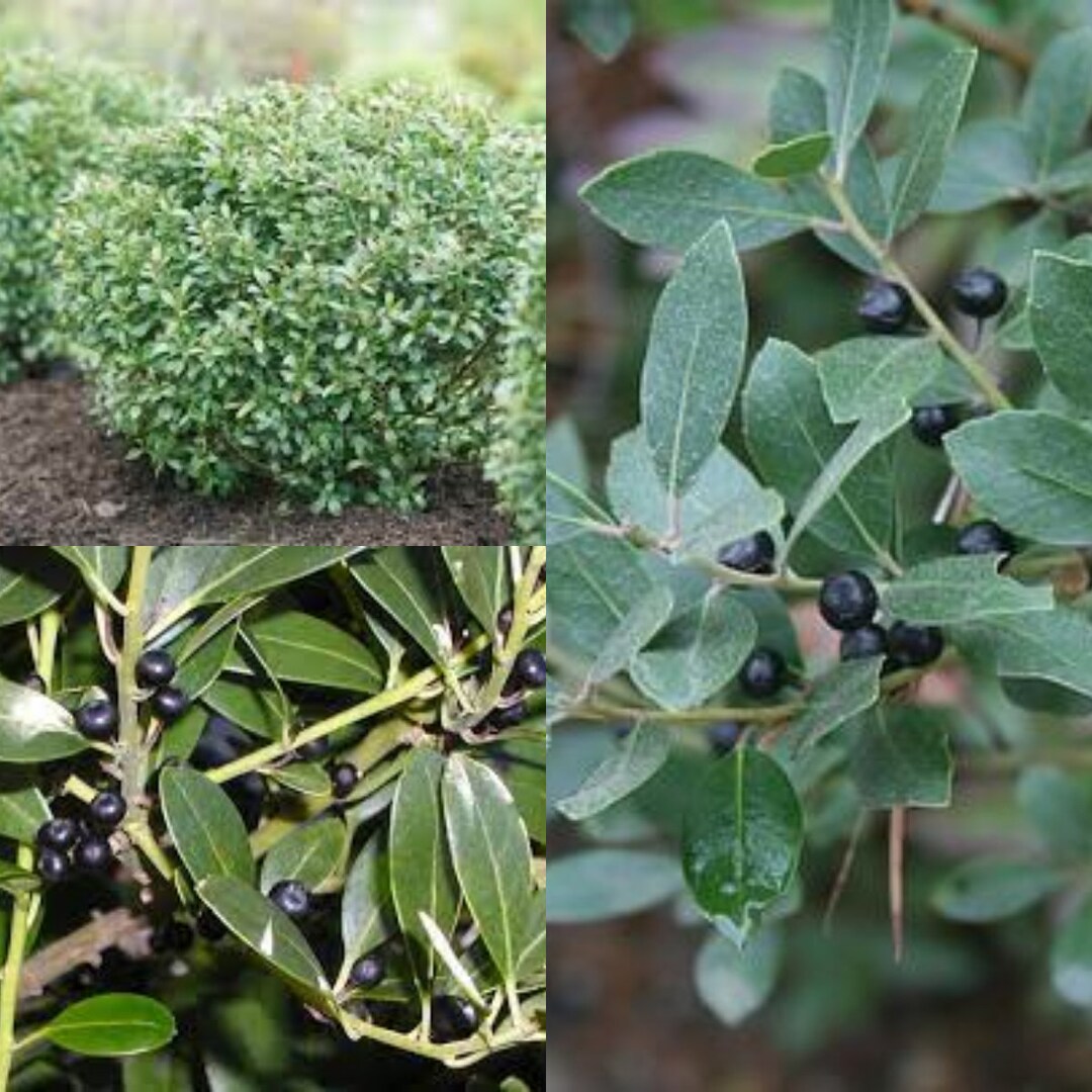 Seeds for Planting, Ilex Glabra Seeds, Ink Berry, Appalachian Tea