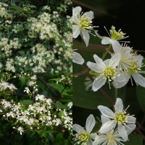 May include: Close-up of white flowers with yellow centers. The flowers are clustered together on a green vine. The flowers are delicate and have a soft, feathery texture.