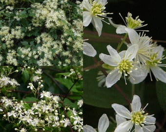 Seeds for planting, Clematis virginiana seeds, devil's hair, love vine, traveller's joy, virgin's bower, ~ bulk wholesale seed.