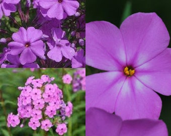 Seeds for planting, Phlox glaberrima subsp. interior seeds, smooth phlox, ~ bulk wholesale seed.