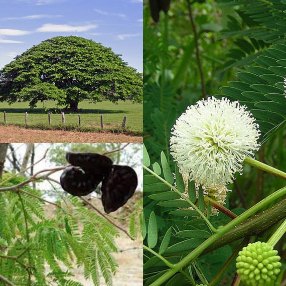 Seeds for Planting, Enterolobium Cyclocarpum Seeds, Monkeysoap, Guanacaste, Elephant  Ear Tree,~ Bulk Wholesale Lot Seeds. - Etsy