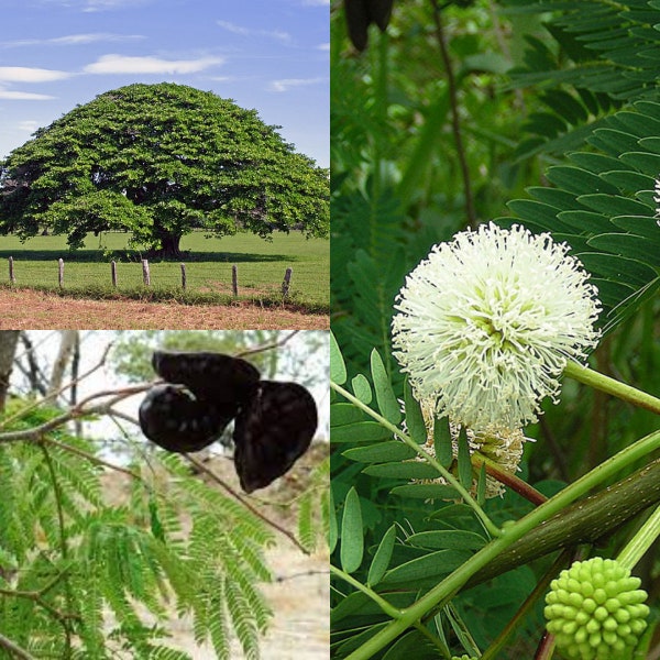 Seeds for planting, Enterolobium cyclocarpum seeds, Monkeysoap, Guanacaste, Elephant Ear Tree,~ bulk wholesale lot seeds.