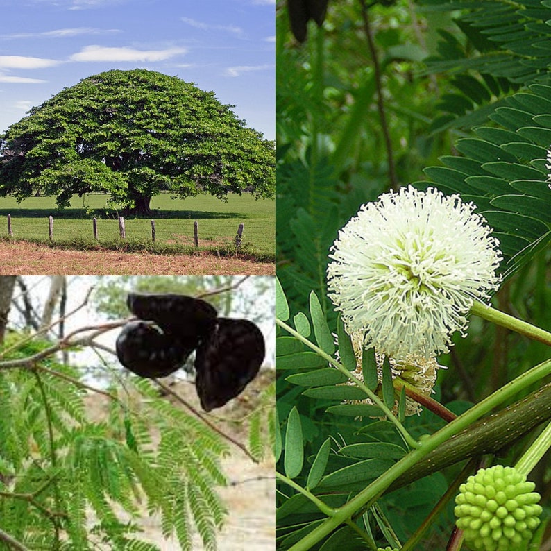 Seeds for planting, Enterolobium cyclocarpum seeds, Monkeysoap, Guanacaste, Elephant Ear Tree, bulk wholesale lot seeds. Bild 1