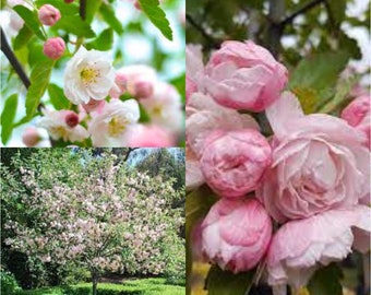 Seeds for planting, Malus ioensis seeds, Prairie Crab Apple,~ bulk wholesale seed.