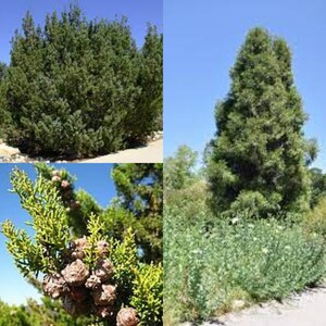 May include: Close-up of a green conifer tree branch with small brown cones. A larger conifer tree is shown in the background.