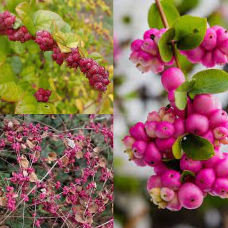 Seeds for planting, Symphoricarpos orbiculatus seeds, Coralberry, Buckbrush, Indian Currant, bulk wholesale lot 75 seeds. image 1