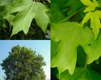 Seeds for planting, Acer campestre seeds, Hedge Maple, Field Maple, Common Maple, ~ bulk wholesale seeds.