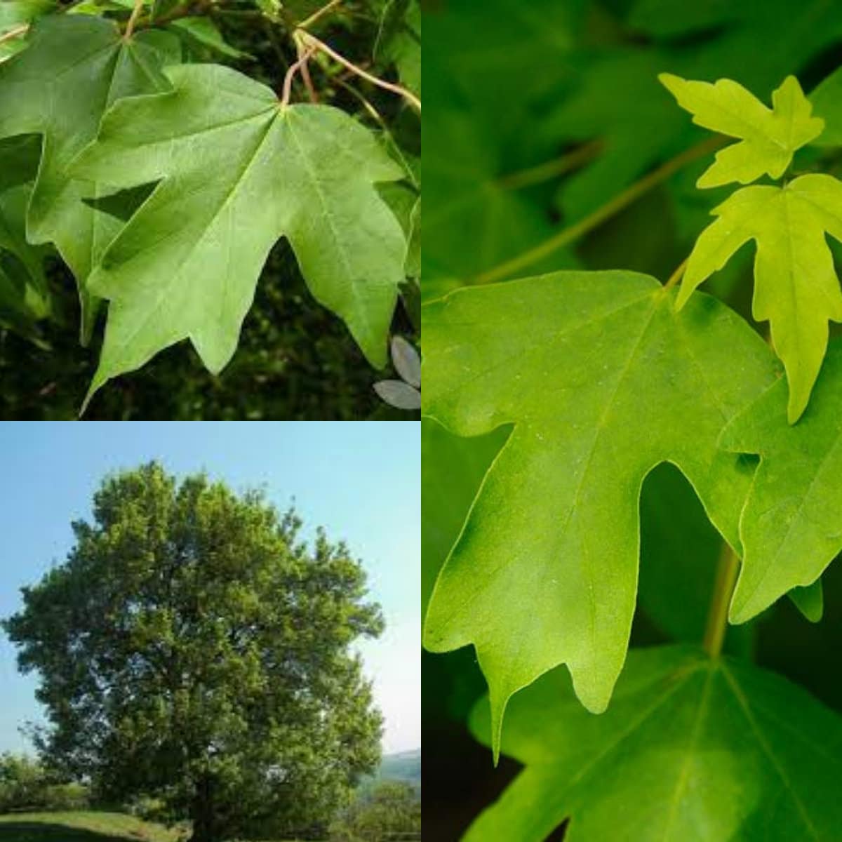Seeds for planting Acer campestre seeds Hedge Maple Field | Etsy