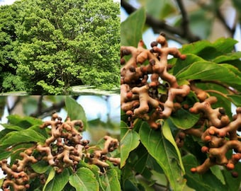 Seeds for planting, Hovenia dulcis seeds, Japanese Raisin Tree, Oriental Raisin Tree,~ bulk wholesale seed.