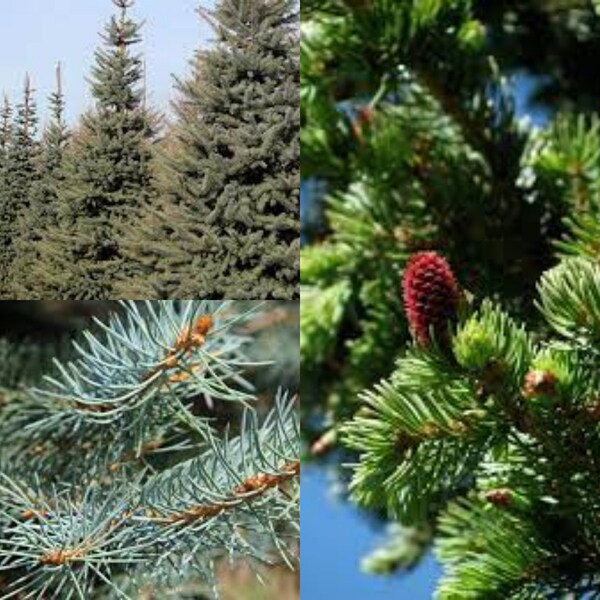 Seeds for planting, Picea pungens NM Santa Fe seeds, Blue Spruce,~ bulk wholesale seed.