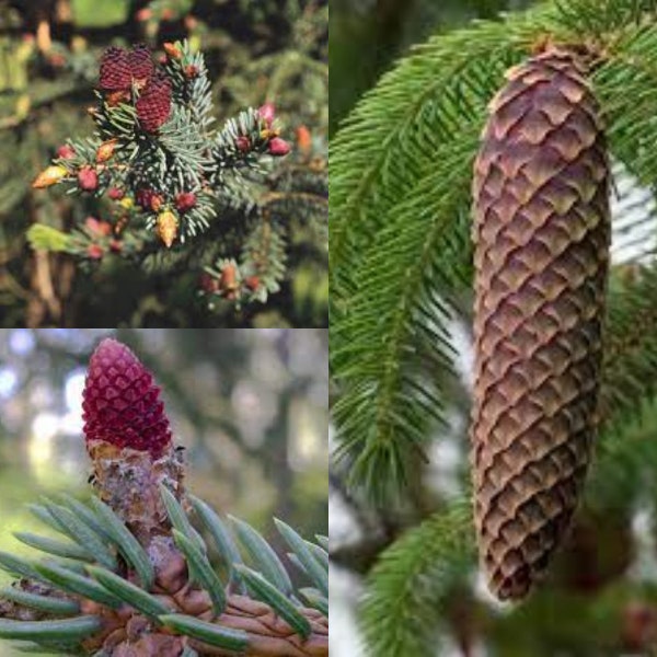 Seeds for planting, Picea likiangensis seeds, Lijang Spruce,~ bulk wholesale seed.