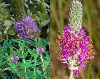 Seeds for planting, Dalea foliosa seeds, leafy prairie clover, ~ bulk wholesale seed.