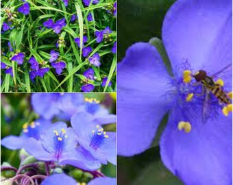 Seeds for planting, Tradescantia virginiana seeds, Virginia spiderwort,~ bulk wholesale seed.