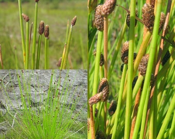 Seeds for planting, Eleocharis obtusa seeds, blunt spikerush, ~ bulk wholesale seed.