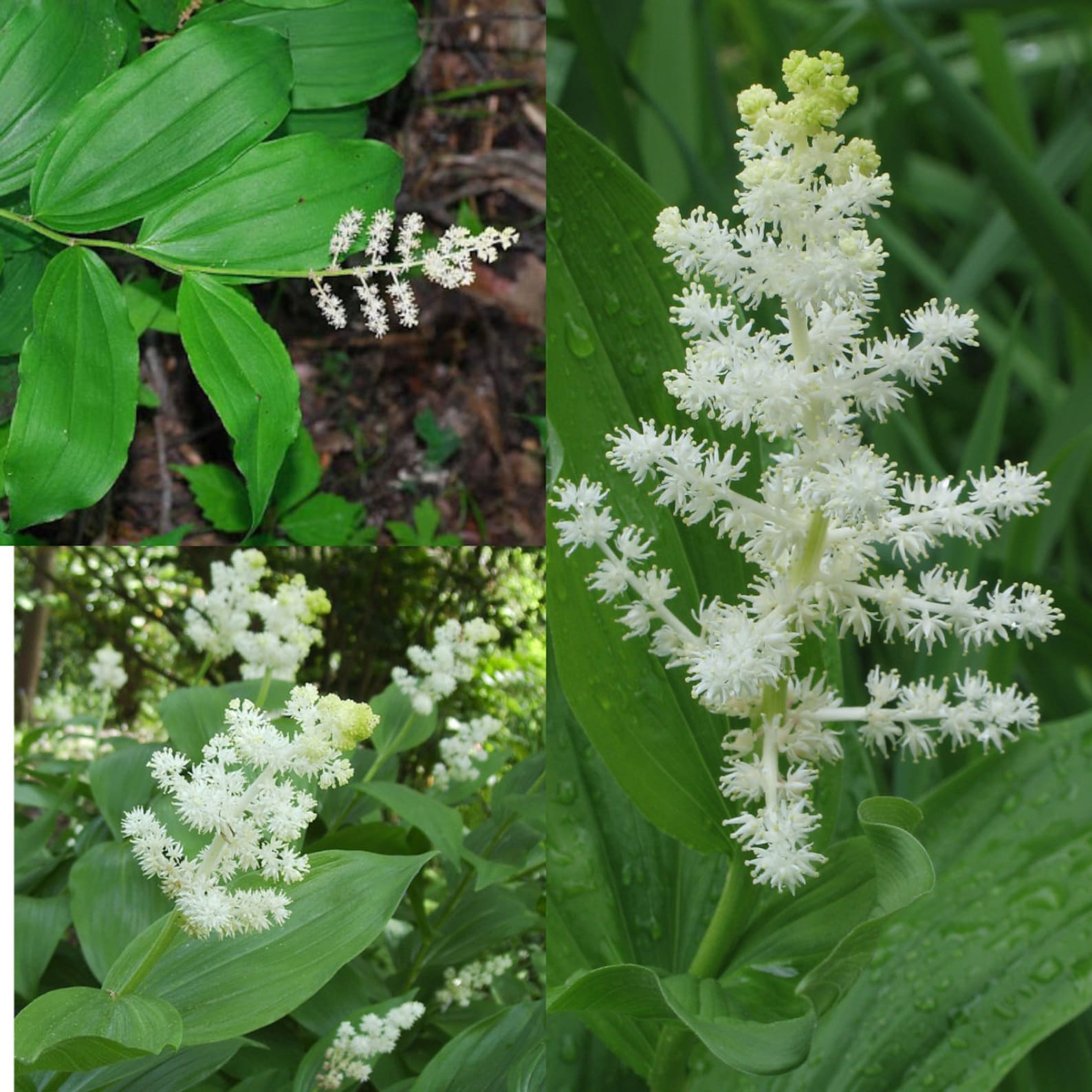 Seeds for Planting, Maianthemum Racemosum Seeds, Treacleberry, Solomon ...