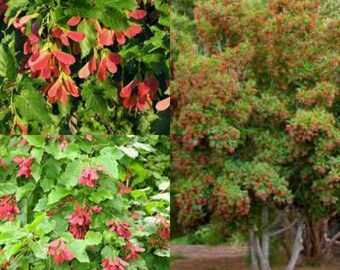 Seeds for planting, Acer tataricum, Tatarian Maple, Tartar Maple, Tatar Maple,~ bulk wholesale seeds.