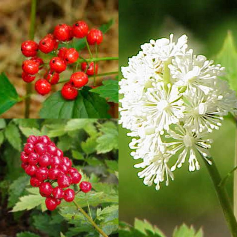 Seeds for planting, Actaea rubra, Red Baneberry, bulk wholesale seeds. image 1