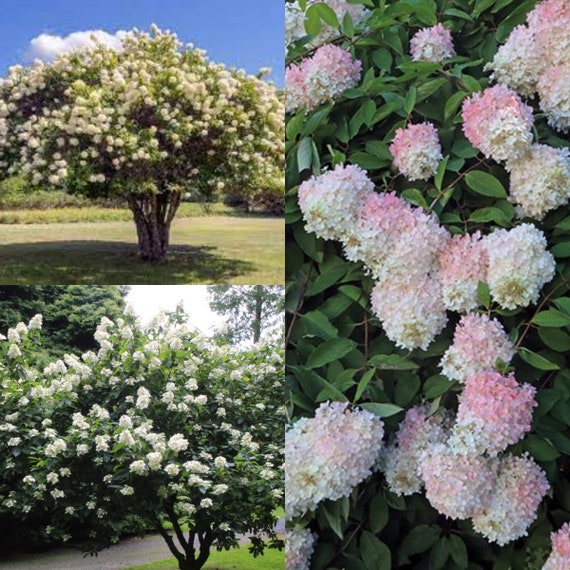 Hydrangea grandiflora sales
