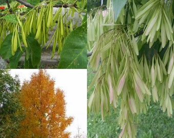 Seeds for planting, Fraxinus pennsylvanica seeds, Ash, Northern Red Ash, Red Ash, ~ bulk wholesale seed.