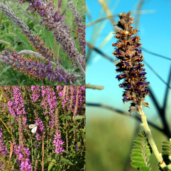 Seeds for planting, Amorpha canescens clean seed, Leadplant, Lead Plant, ~ bulk wholesale lot 123 seed.