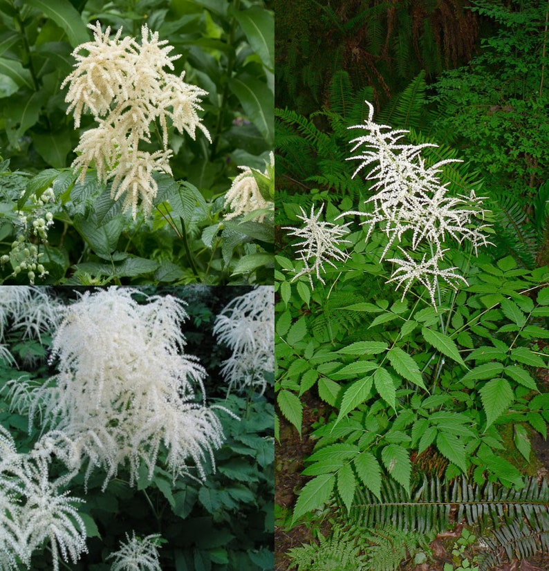 Seeds for planting, Aruncus vulgaris seeds, Bride's Feathers, Goatsbeard, bulk wholesale seed image 1