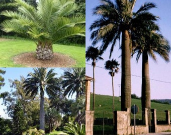 Seeds for planting, Jubaea chilensis seeds, Chile Cocopalm~ bulk wholesale seed.