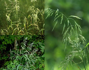 Seeds for planting, Cinna arundinacea seeds, wood reed grass, ~ bulk wholesale seed.