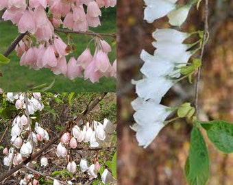 Seeds for planting, Halesia tetraptera monticola seeds, Mountain Silverbell, Mountain Snow Drop, ~ bulk wholesale seed.