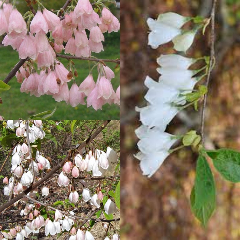 Seeds for planting, Halesia tetraptera monticola seeds, Mountain Silverbell, Mountain Snow Drop, bulk wholesale seed. image 1