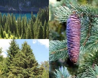 Seeds for planting, Picea schrenkiana seeds, Schrenk's Spruce,~ bulk wholesale seed.