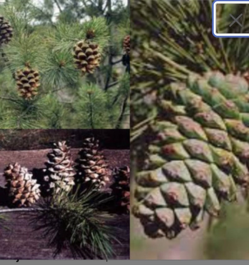 Seeds for planting, Pinus gerardiana seeds, Chilghoza Pine, Chilgoza Nut Pine, Geralds's Nut Pine, Nepal Nut Pine, bulk wholesale seeds. image 1