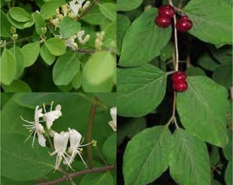 blueberry plant Elliott' Blueberry – Experimental Farm Network Seed Store