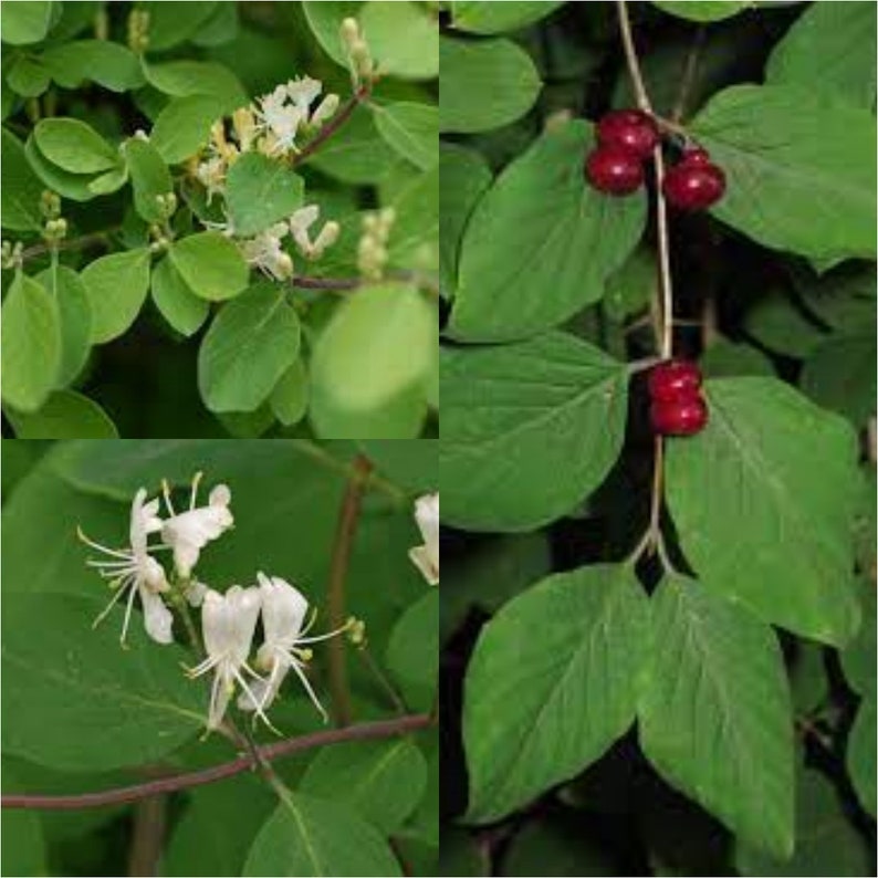 Seeds for planting, Lonicera xylosteum seeds, Dwarf Honeysuckle, Fly Honeysuckle, bulk wholesale seeds. image 1