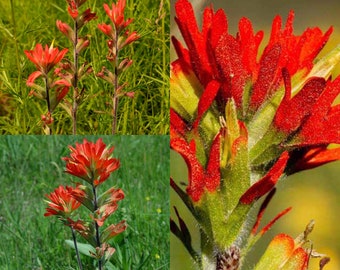 Seeds for planting, Castilleja coccinea seeds, scarlet Indian paintbrush, Indian paintbrush, ~ bulk wholesale lot 300 seed.