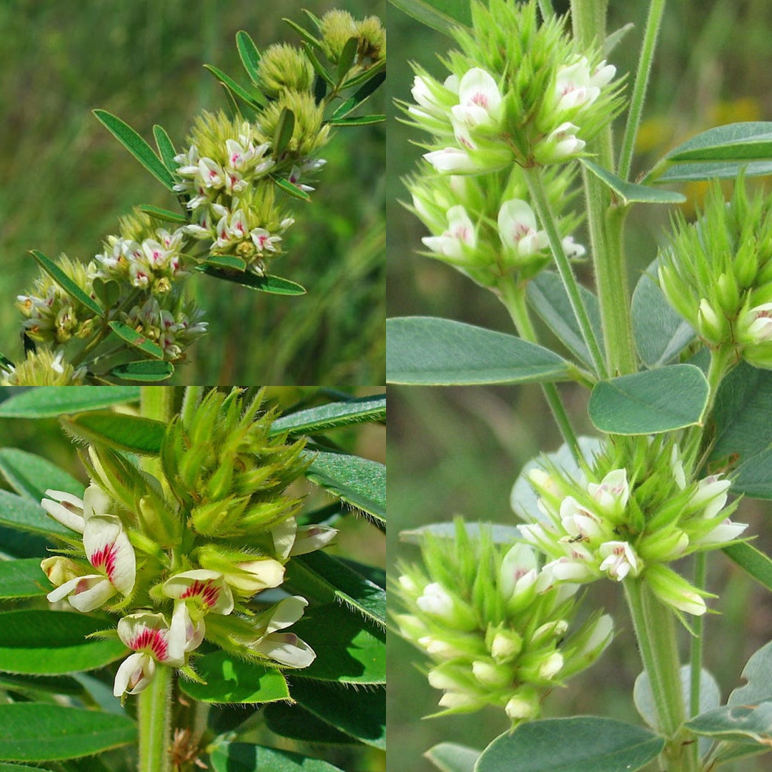 Lepedezza Seeds for Planting, Lespedeza Capitata Seeds, Roundhead Bushclover ...