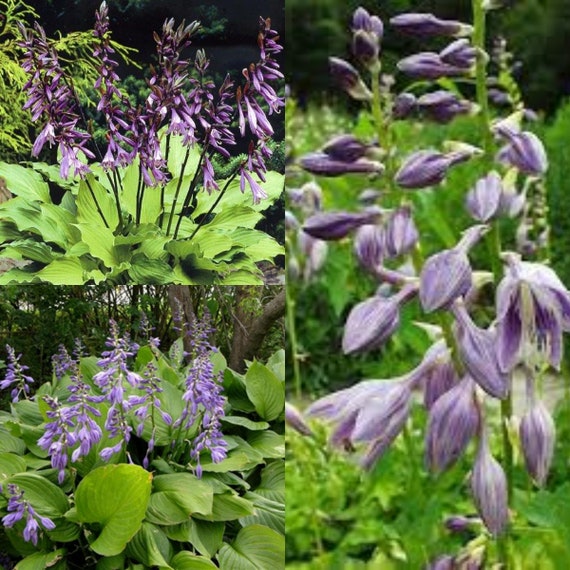 Seeds for Planting, Hosta Ventricosa Seeds, Blue Plantain Lily, Hosta, Blue  Hosta,~ Bulk Wholesale Seed. - Etsy