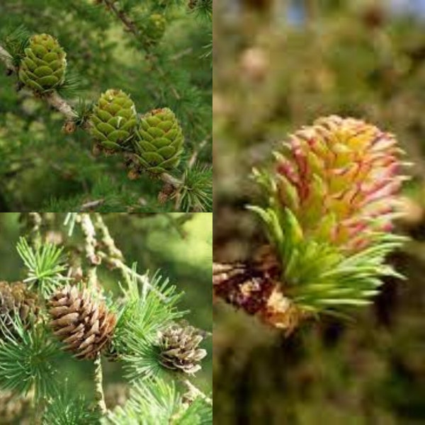 Seeds for planting, Larix gmelinii principis-rupprechtii seeds, Prince Rupprect's Larch,~ bulk wholesale seed.