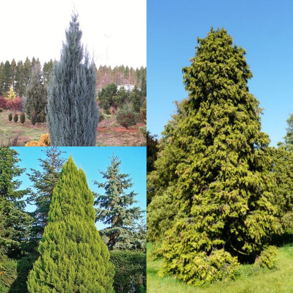 Seeds for planting, Chamaecyparis lawsoniana seeds, Port Orford Cedar, Lawson's Cypress, ~ bulk wholesale seed