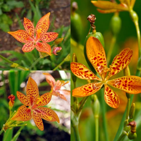 Seeds for planting, Belamcanda chinensis seeds, Blackberry Lily, Leopard Lily, Blackberry-lily, Leopard flower, ~ bulk wholesale seed