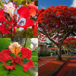 May include: A collage of images featuring a red flowering tree with bright red petals. The tree is in full bloom and the petals are falling to the ground. The tree is in a residential area with houses in the background. The collage also includes close-up images of the red flowers.
