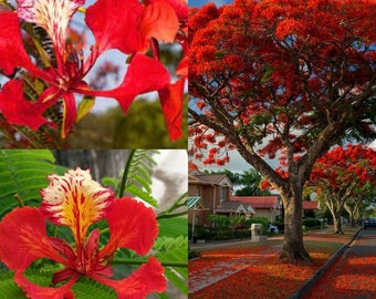 10 Royal Poinciana Tree Delonix Regia aka Red Flame Flamboyant Tree Flower Seeds