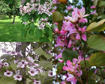 Seeds for planting, Catalpa bungei seeds, Manchurian Catalpa, ~ bulk wholesale seed