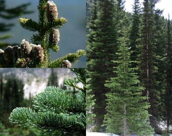 Seeds for planting, Abies lasiocarpa seeds, Subalpine Fir ~ bulk wholesale seeds.