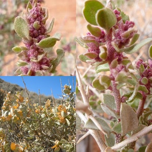 May include: Close-up of a spiny, green plant with small, pink flowers. The plant has a silvery-green hue and is covered in small, sharp thorns. The flowers are clustered together in small groups and have a delicate, pink color.