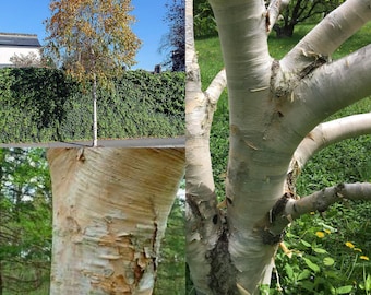 Seeds for planting, Betula ermanii seeds, Erman Birch, ~ bulk wholesale seed