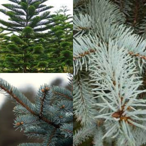 Seeds for planting, Picea pungens CO, Valecito seeds, Blue Spruce,~ bulk wholesale seed.