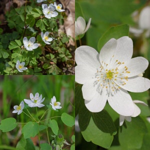 May include: Close-up and medium shots of white wildflowers with yellow centers and delicate petals. The flowers are surrounded by green leaves and stems, creating a natural and vibrant scene. The image captures the beauty of spring.
