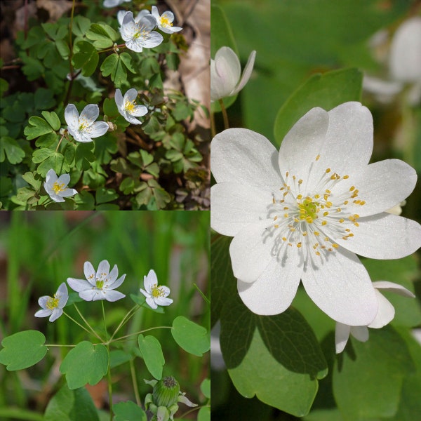 Seeds for planting, Anemonella thalictroides seeds, rue anemone,~ bulk wholesale lot 25 seed.